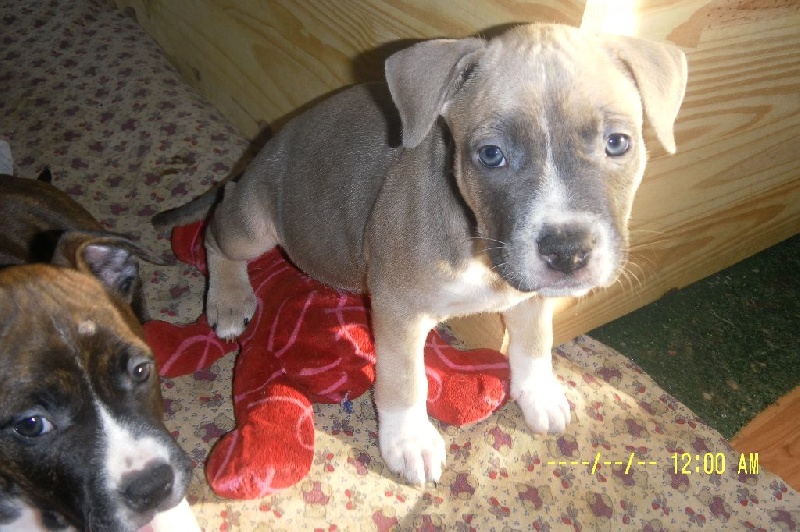 Nodiral Notorius - American Staffordshire Terrier - Portée née le 11/11/2014
